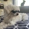 doodlerezelling
